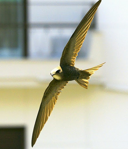 Apus pallidus Pallid Swift Vencejo pálido